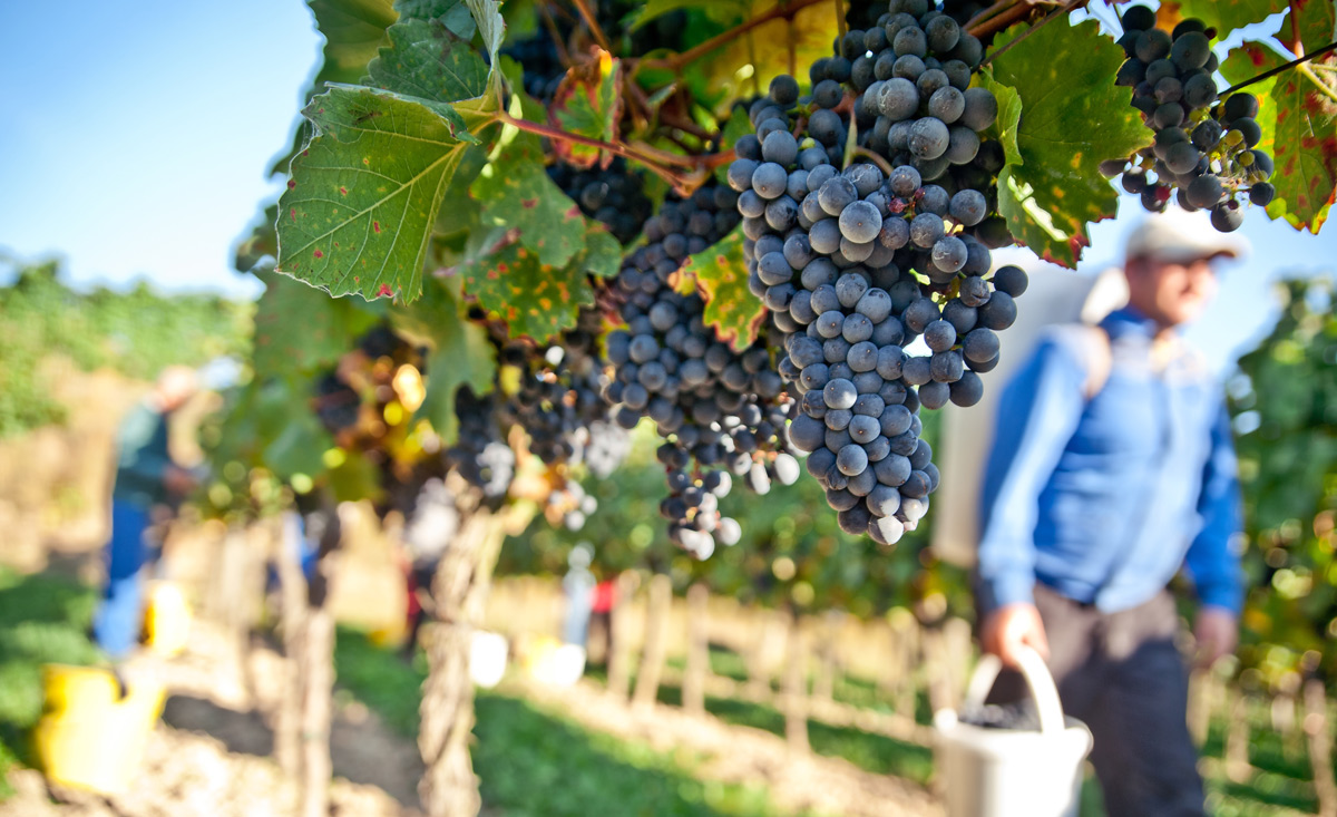 Erleben Sie die Weinernte in Niederösterreich