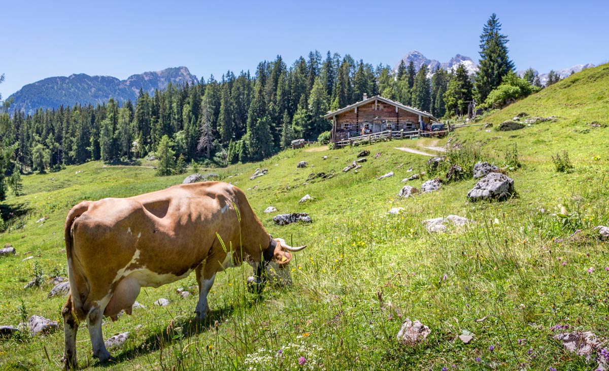 Wanderurlaub in Salzburg - dem Almenland Österreichs