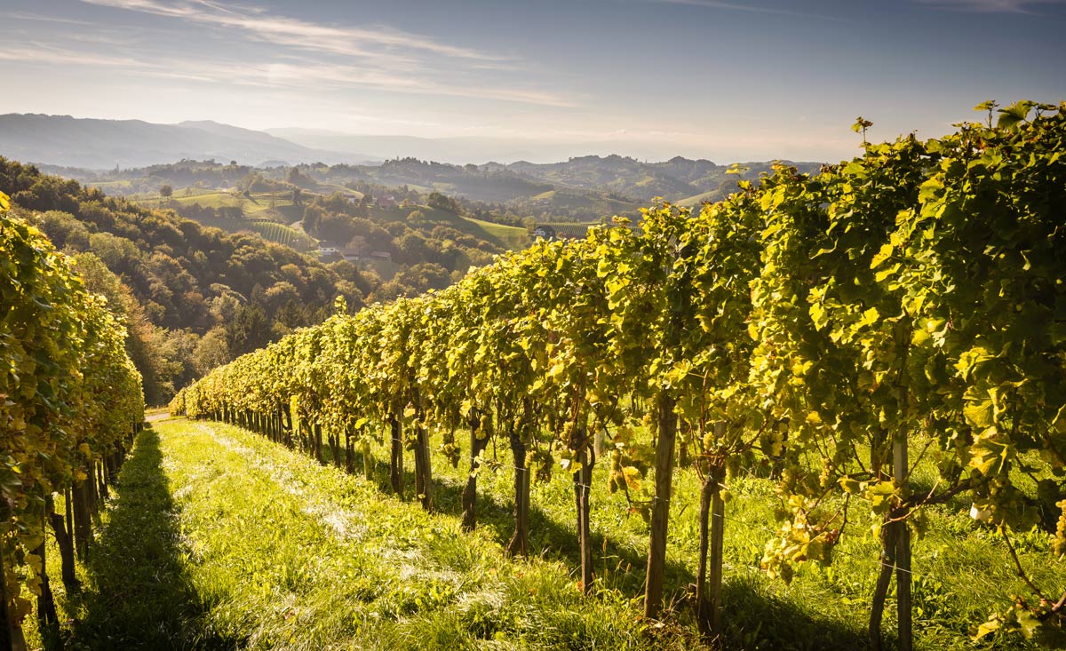 Wein-Wanderungen in der Steiermark
