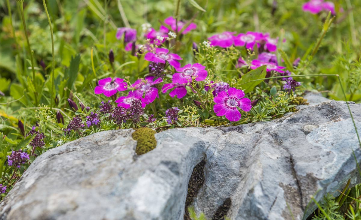 Almurlaub in Vorarlberg - Wandern im Westen Österreichs